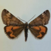 ﻿Lost in hostile lands: moths of conservation c ...