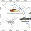 Invasive non-native fish species in the ...
